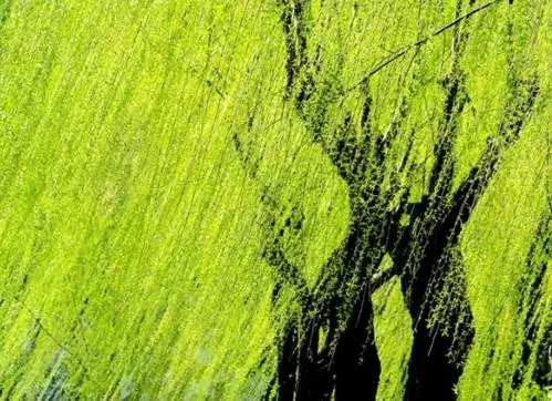 描写柳树的优美句子文案