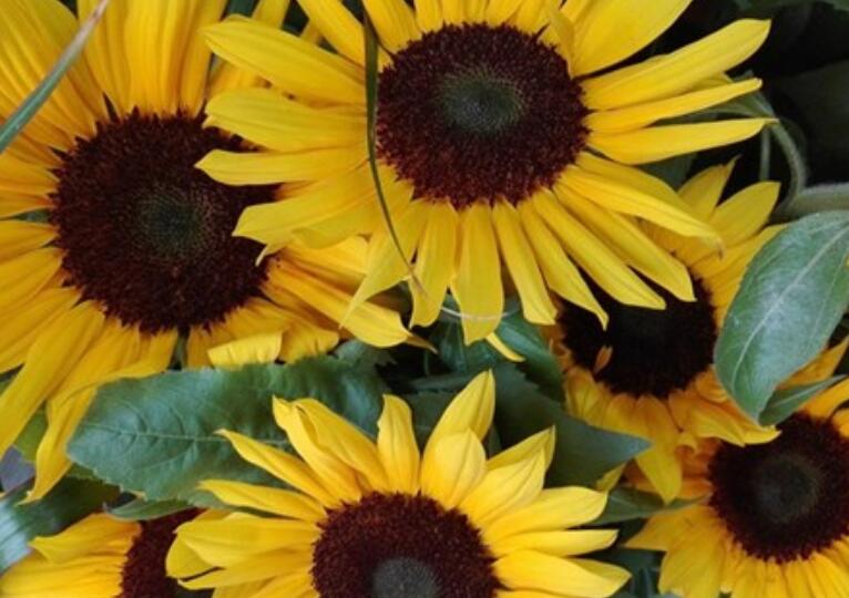 早上好的问候正能量美句