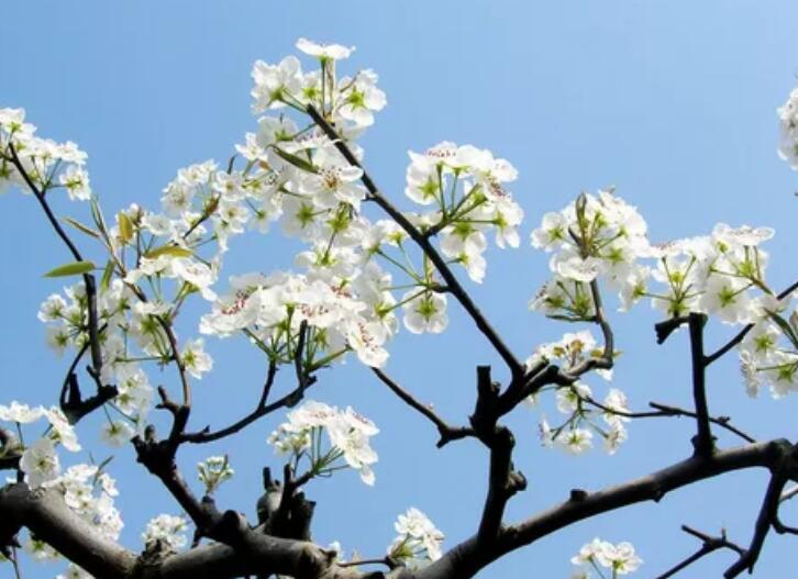 春天梨花的诗句文案古诗