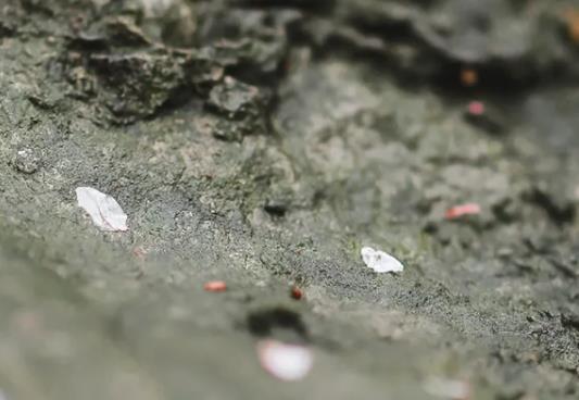 关于缘分的诗句文案