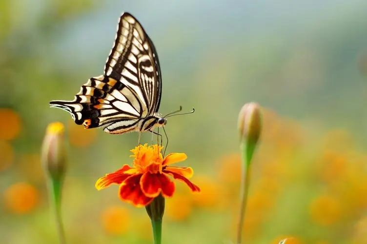 描写花香的四字词语