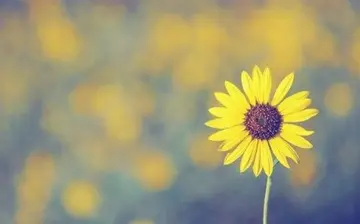 写天气好的优美句子文案