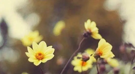 朋友圈句子文案