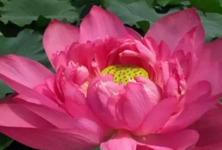 形容三伏天热的诗句文案