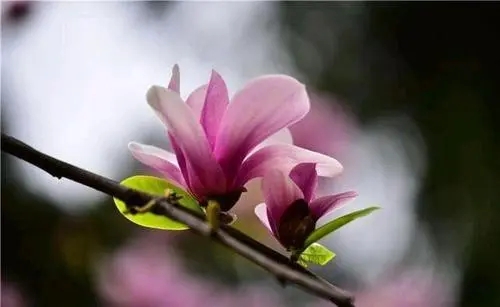 赞美花的优美句子文案10个字