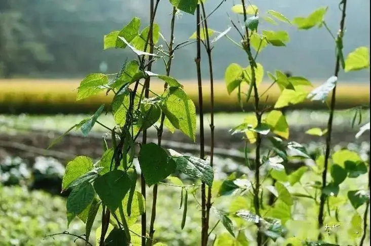 赞美农家菜园的句子文案