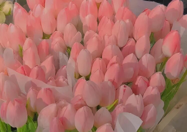 森系文艺治愈句子文案