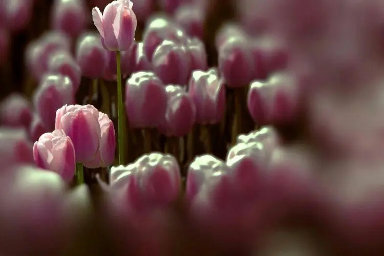 爱花爱生活的句子文案