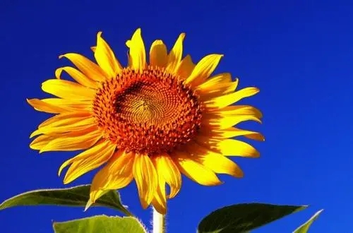 向日葵花语祝福语录文案