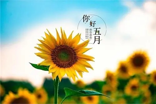 五月份的励志句子文案