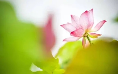 描写荷花的美文摘抄