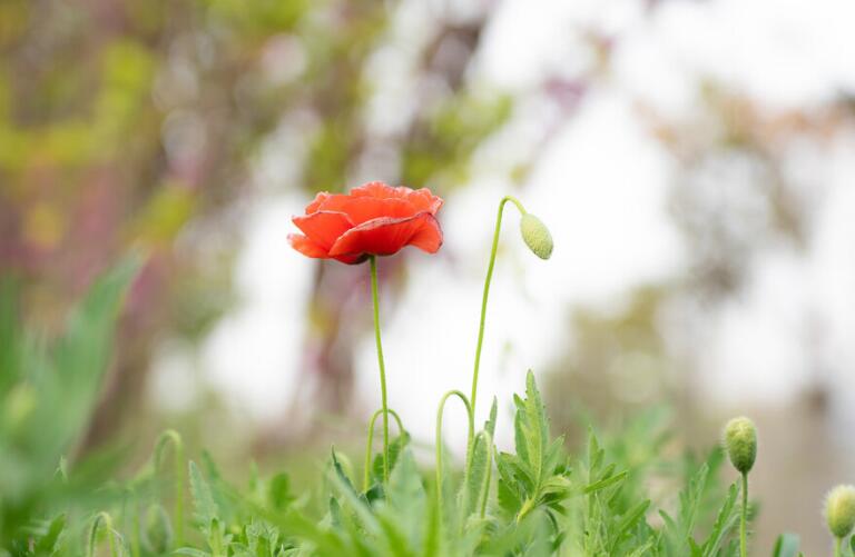 孙女祝福奶奶的祝福语