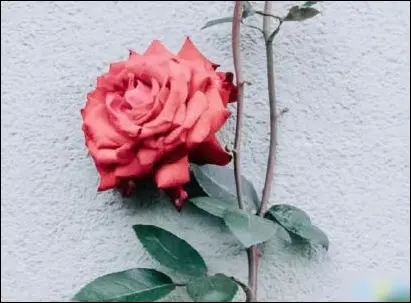 发抖音关于花的句子文案