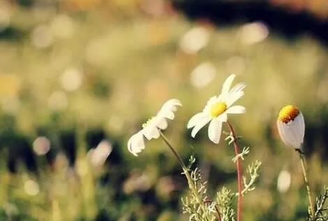 亲情感情不好的句子文案