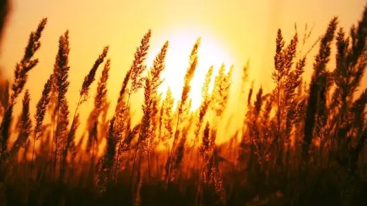 普通话命题说话30篇