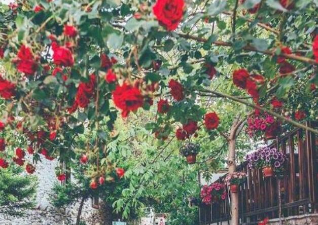 有关率真的句子文案