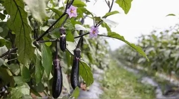 种菜的心情说说文案