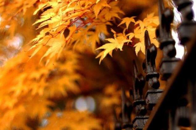 适合发快手的句子文案成熟