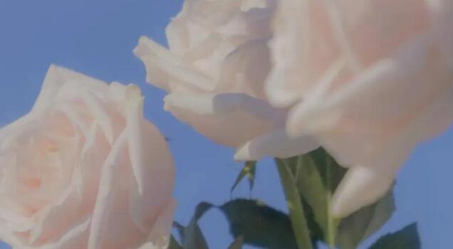 买花发朋友圈文案