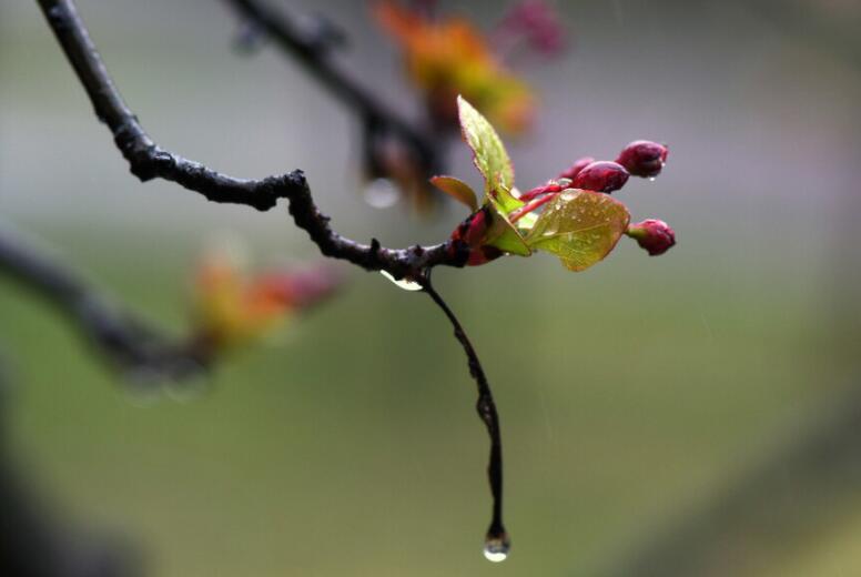 描写春雨滋润万物的句子文案