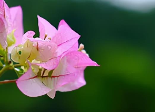 2021年简短贴心早安短句