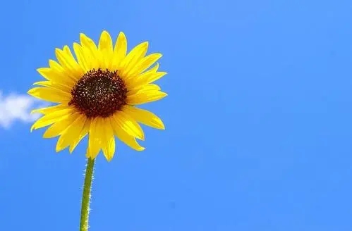 向日葵的样子描写