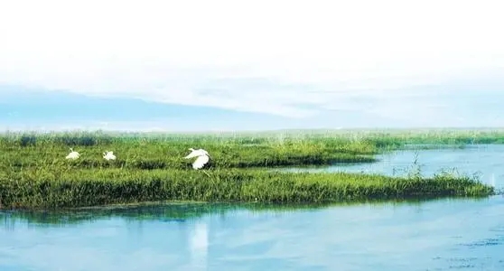 世界湿地日的句子文案