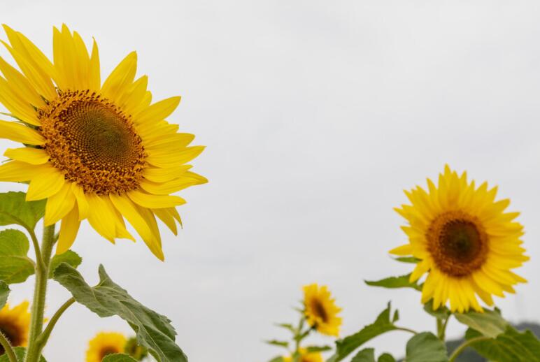 女人心态阳光的句子文案早安