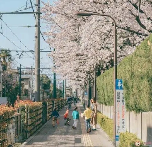 关于樱花个人心情说说文案