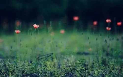 对人生感慨的唯美句子文案