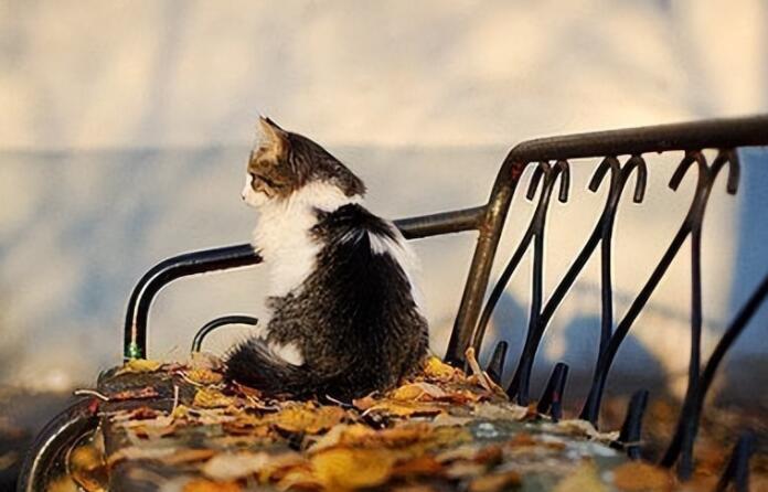 英文句子文案唯美励志句子文案