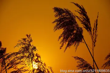 描写四季风景的句子文案