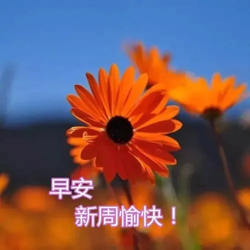 周日清晨一句话