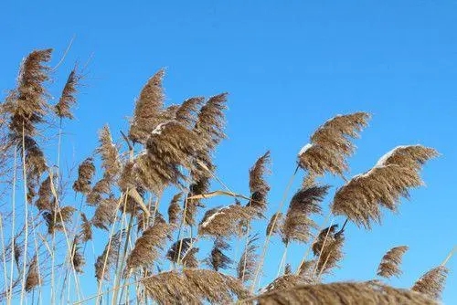 描写风的词语大全