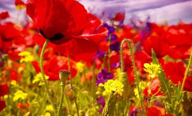 简单早安心语配图