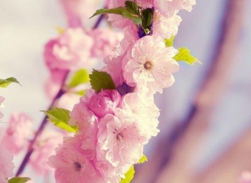 春天早晨问候语