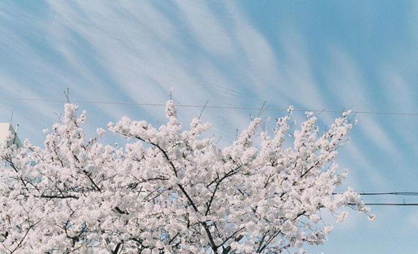 对一份感情执着的句子文案