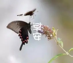 热恋中的早安问候语