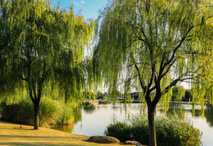 关于树的句子文案短句