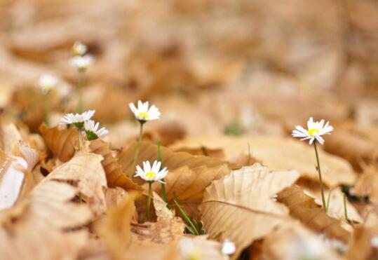 适合女神节发的朋友圈