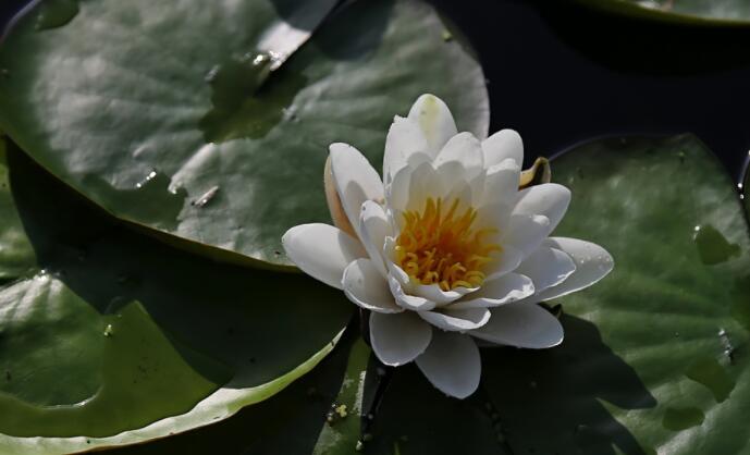 清晨雨后的唯美句子文案