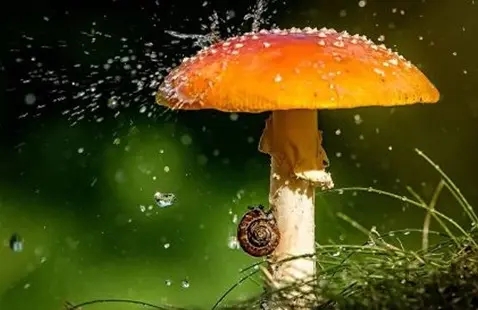 春雨的美句朋友圈