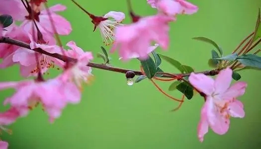 赞美花花草草的诗句子文案