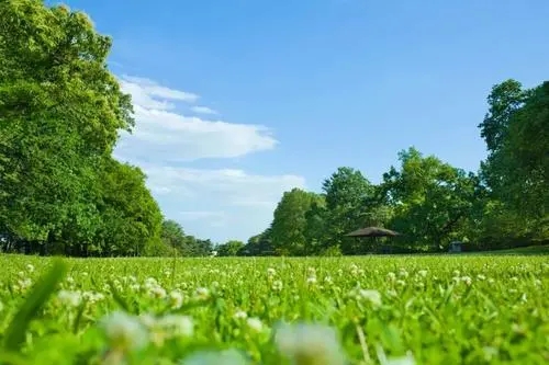 关于绿色森林的古诗词