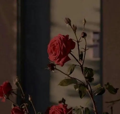 玫瑰花语录文案唯美简短