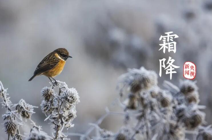 比喻霜降的句子文案