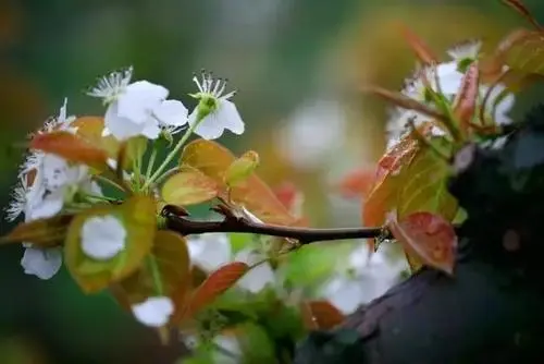 想要约女孩见面的诗句文案