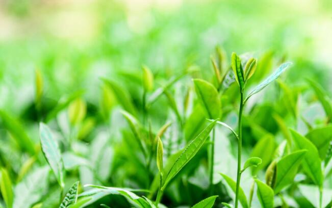 喝茶幽默句子文案