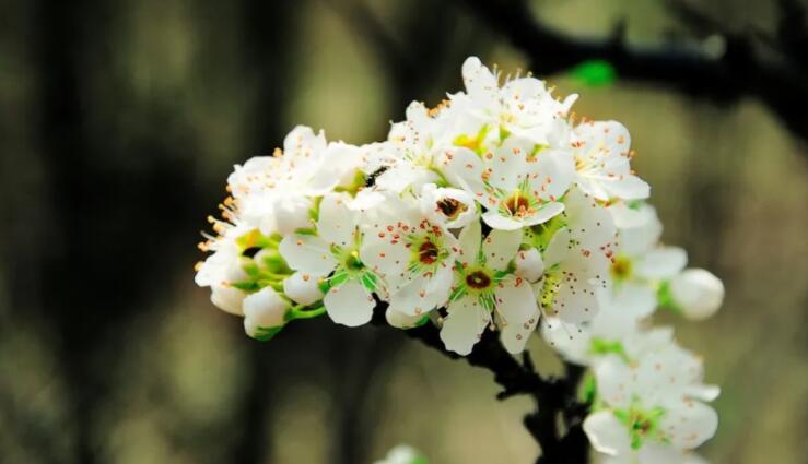 三月三的优美句子文案