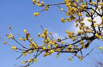 赞美黄腊梅的优美句子文案